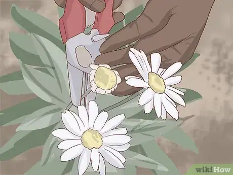 Imagen titulada Care for Daisies Step 11
