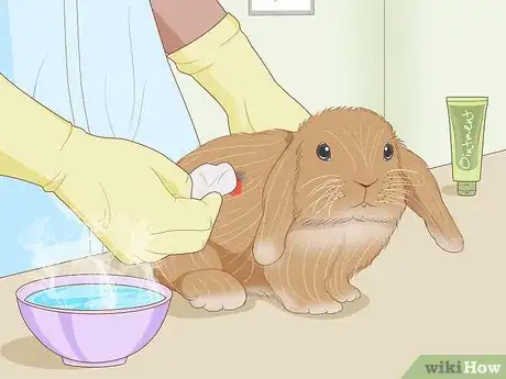 Imagen titulada Care for an Injured Rabbit Step 7