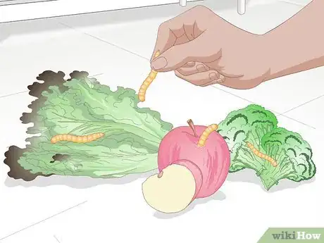 Imagen titulada Feed a Chameleon Step 3