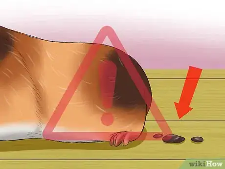 Imagen titulada Know if a Pet Guinea Pig Is Ill Step 11