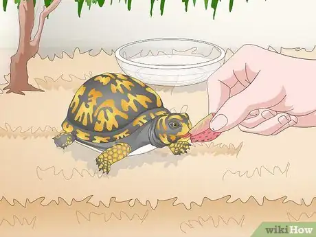 Imagen titulada Care for an Eastern Box Turtle Step 13