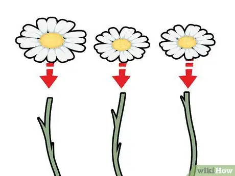Imagen titulada Dry Chamomile Step 2