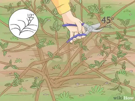 Imagen titulada Prune Lantana Step 6