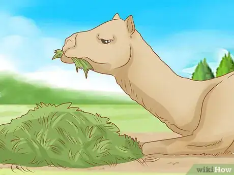 Imagen titulada Care for a Camel Step 1