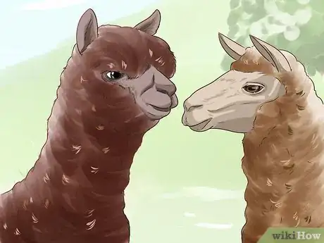 Imagen titulada Care for a Llama Step 1