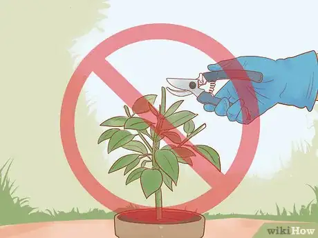 Imagen titulada Prune a Rubber Plant Step 6