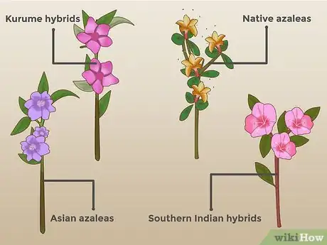 Imagen titulada Plant Azaleas Step 1