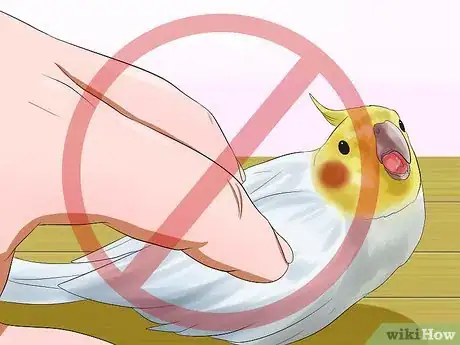 Imagen titulada Massage a Cockatiel Step 10