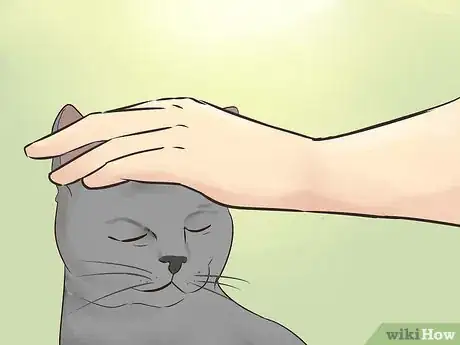 Imagen titulada Identify a Korat Cat Step 9