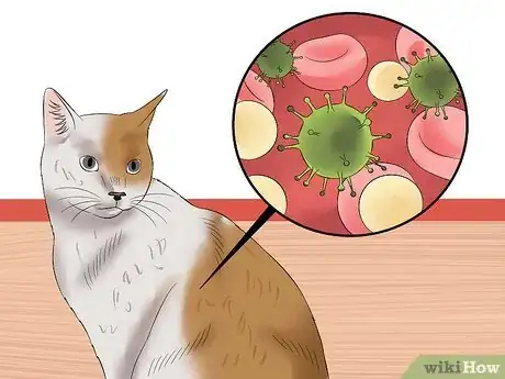Imagen titulada Care for an FIV Infected Cat Step 20