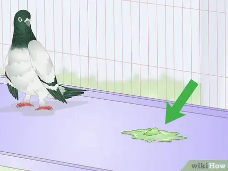 Imagen titulada Spot Signs of Disease in Doves Step 11
