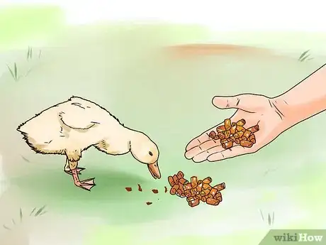 Imagen titulada Care for a Pet Duck Step 5