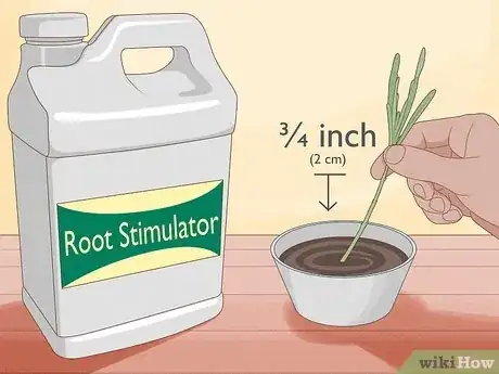 Imagen titulada Divide a Lavender Plant Step 11