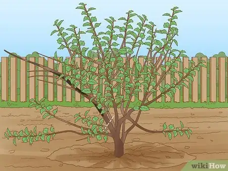 Imagen titulada Prune a Mulberry Tree Step 6