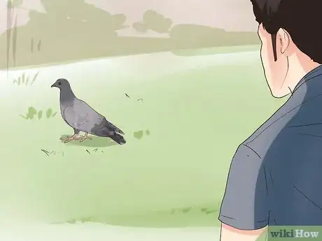 Imagen titulada Keep a Single Pigeon Step 8
