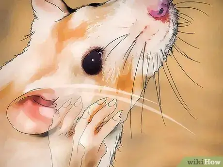 Imagen titulada Get Rid of Fleas on Rats Step 1