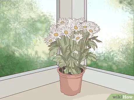 Imagen titulada Care for Daisies Step 16