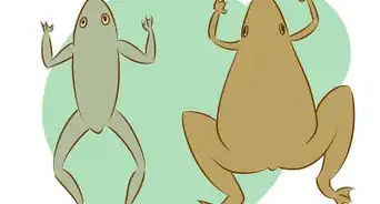 cuidar ranas enanas africanas