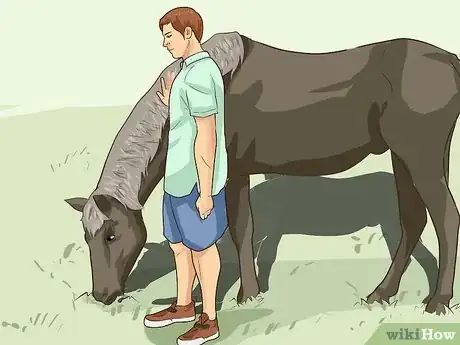 Imagen titulada Break a Horse Step 2