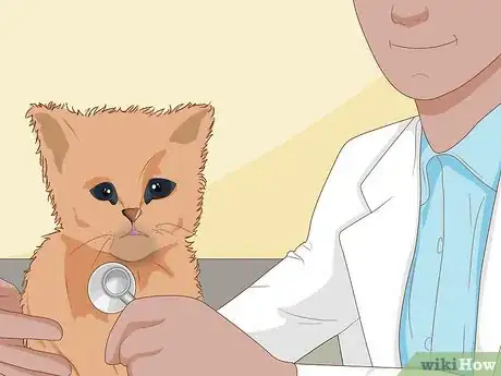Imagen titulada Catch a Stray Kitten Step 13