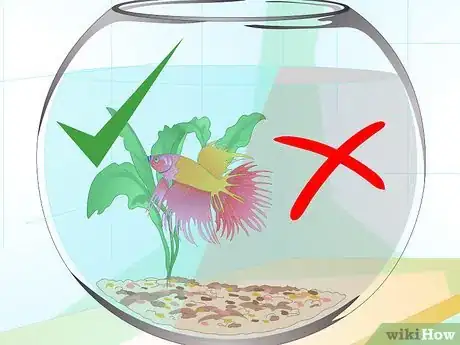 Imagen titulada Care for a Betta Fish in a Vase Step 10