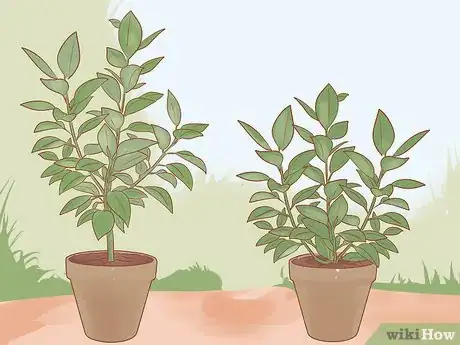 Imagen titulada Prune a Rubber Plant Step 9