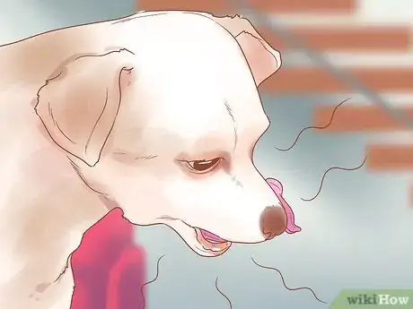Imagen titulada Know When Your Dog is Sick Step 1