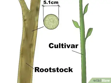 Imagen titulada Graft a Tree Step 24