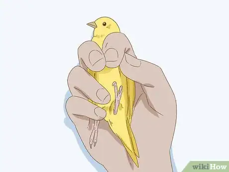 Imagen titulada Calm Down a Bird Step 11
