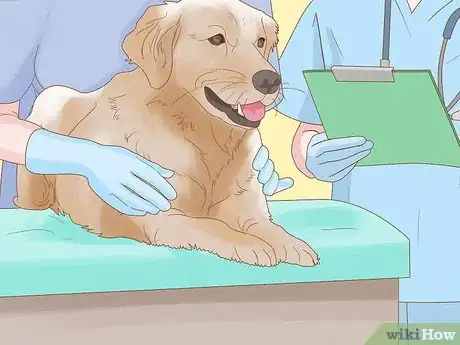 Imagen titulada Treat Skin Allergies in Golden Retrievers Step 8