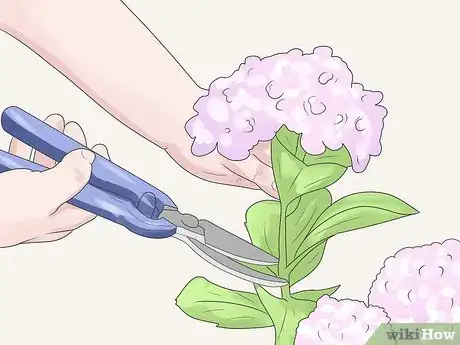 Imagen titulada Care for Geraniums in Winter Step 1
