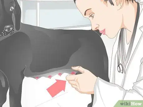 Imagen titulada Diagnose Mastitis in Dogs Step 6