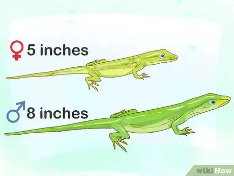 Imagen titulada Determine the Sex of a Green Anole Step 1