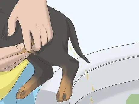 Imagen titulada Express a Paralyzed Dog's Bladder Step 9