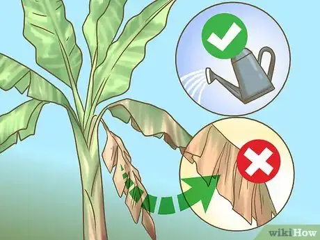 Imagen titulada Prune Banana Trees Step 2
