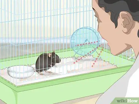 Imagen titulada Tame a Rat Step 4