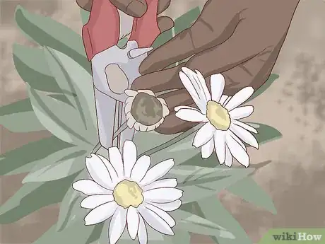 Imagen titulada Care for Daisies Step 21