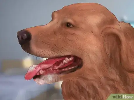 Imagen titulada Treat a Dog for Rabies Step 16