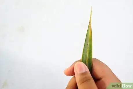 Imagen titulada Make a Palm Frond Cross Step 2