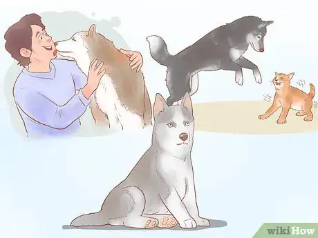 Imagen titulada Buy a Siberian Husky Puppy Step 1