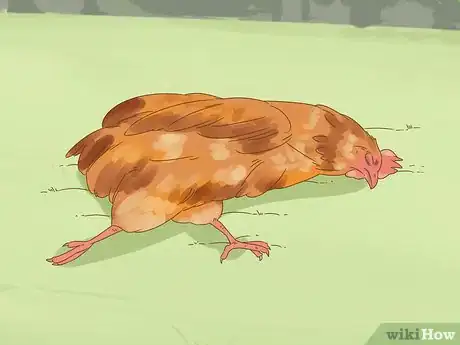 Imagen titulada Tell if a Chicken is Sick Step 16