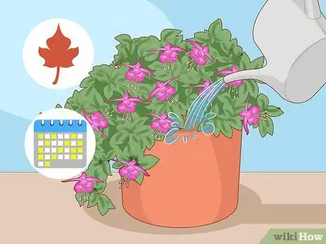 Imagen titulada Care for Fuchsia Step 3