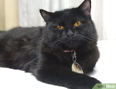 Imagen titulada Put a Collar on a Kitten Step 9
