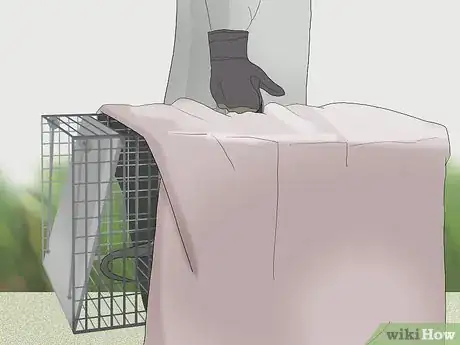 Imagen titulada Trap a Possum Step 6