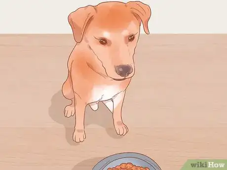 Imagen titulada Know When Your Dog is Sick Step 7