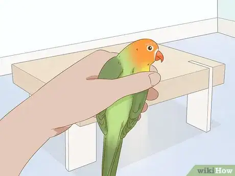 Imagen titulada Calm Down a Bird Step 13