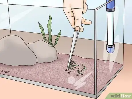 Imagen titulada Take Care of Your Carnival Goldfish Step 3