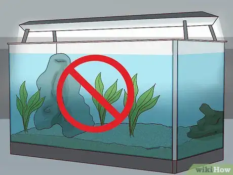Imagen titulada Take Care of a Russian Tortoise Step 1