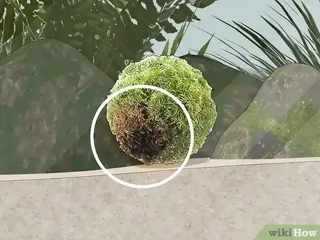 Imagen titulada Clean an Aquatic Moss Ball Step 5