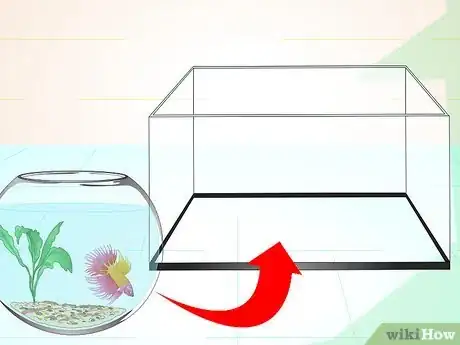 Imagen titulada Care for a Betta Fish in a Vase Step 11